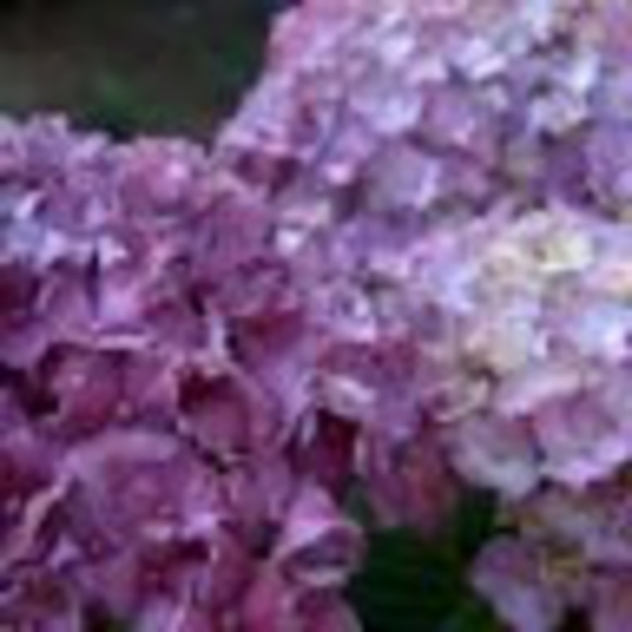 Meet your Posher, Sivani - Picture 1 of 1